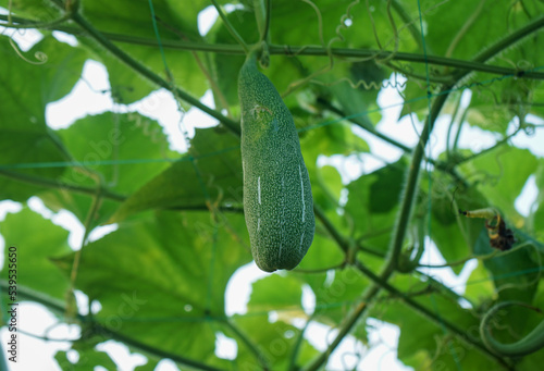 A Snake gourd hanging under the loft inside of an agricultural farm
