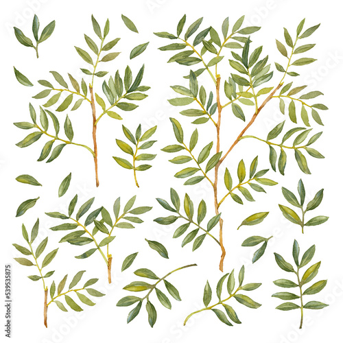 Green Ruscus. Greenery collection. Watercolor botanical set. Hand-drawn artistic illustration on white background.