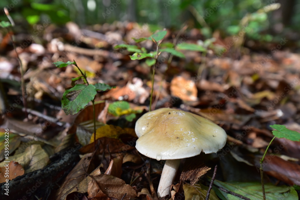 Pilz im Wald Pilz im Wald