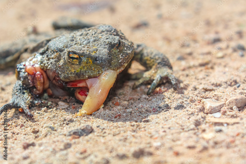 Dead flattened frog with intestines in Germany. Dead flattened frog with intestines in Germany.