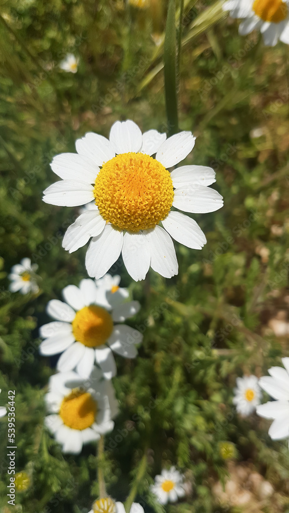 Fototapeta premium Beautiful white daisies in the field