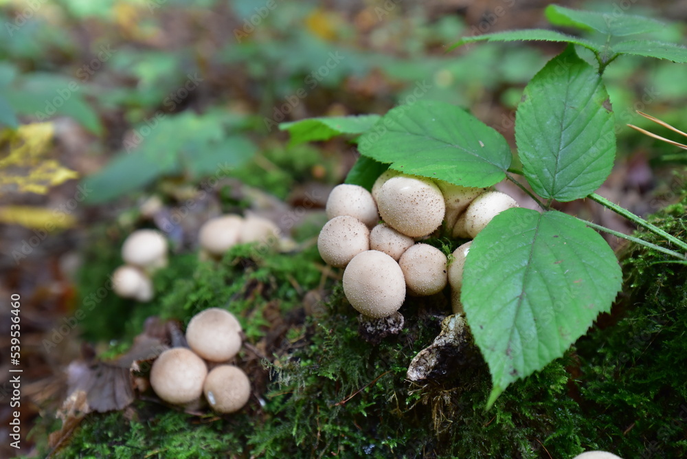 Pilz im Wald Pilz im Wald