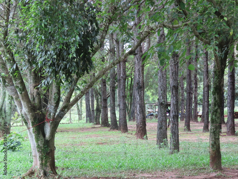 trees in the park