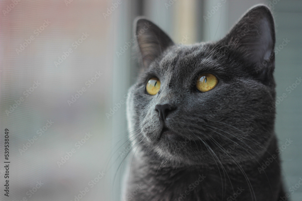gray cat breed Russian blue looks up sitting near the window