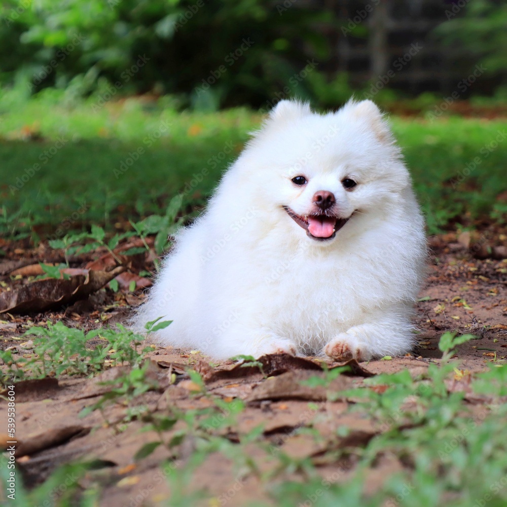 Portrait of a cute young white Pomeranian dog sitting on ground with green grass and looking at camera with smile. Animal and nature concept. Soft focus. Portrait of a cute young white Pomeranian dog sitting on ground with green grass and looking at camera with smile. Animal and nature concept. Soft focus.
