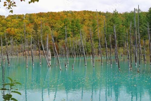 Blue pond with dry trees and colorful leaves in autumn of Biei, Hokkaido. Famous place in Japan. Nature and park concept.