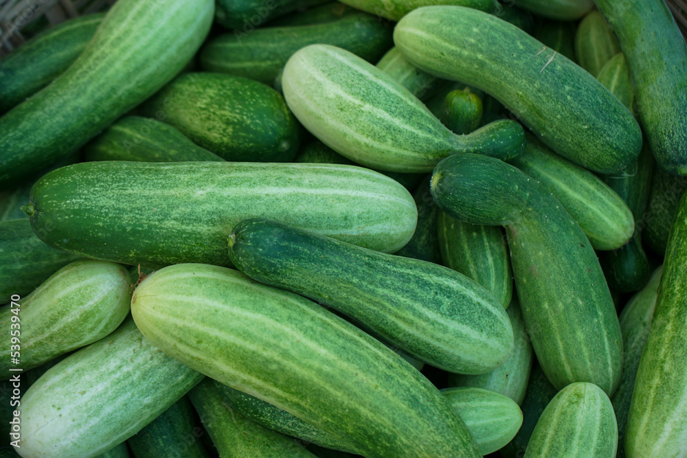Fresh Green cucumbers in the market Fresh Green cucumbers in the market