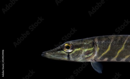 The northern pike (Esox lucius) 
