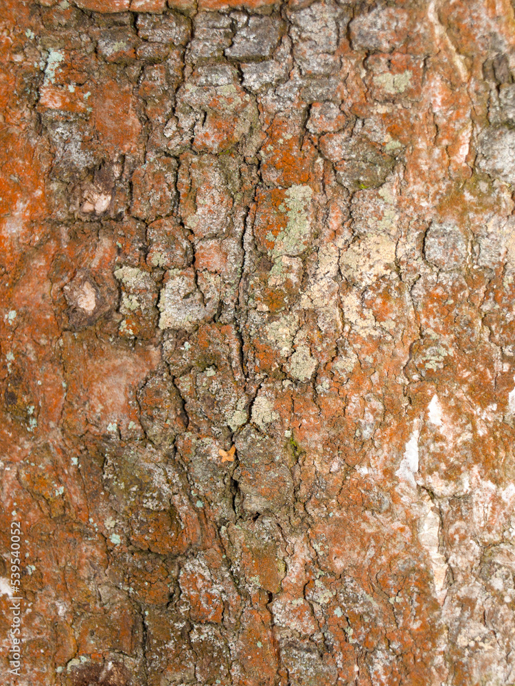 Green algae Trentepohlia umbrina on the trunk of an aspen tree Green algae Trentepohlia umbrina on the trunk of an aspen tree
