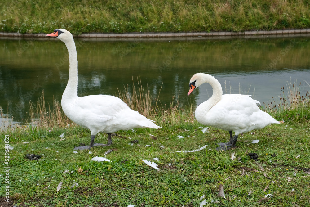 European swans swimming in small river in Germany European swans swimming in small river in Germany