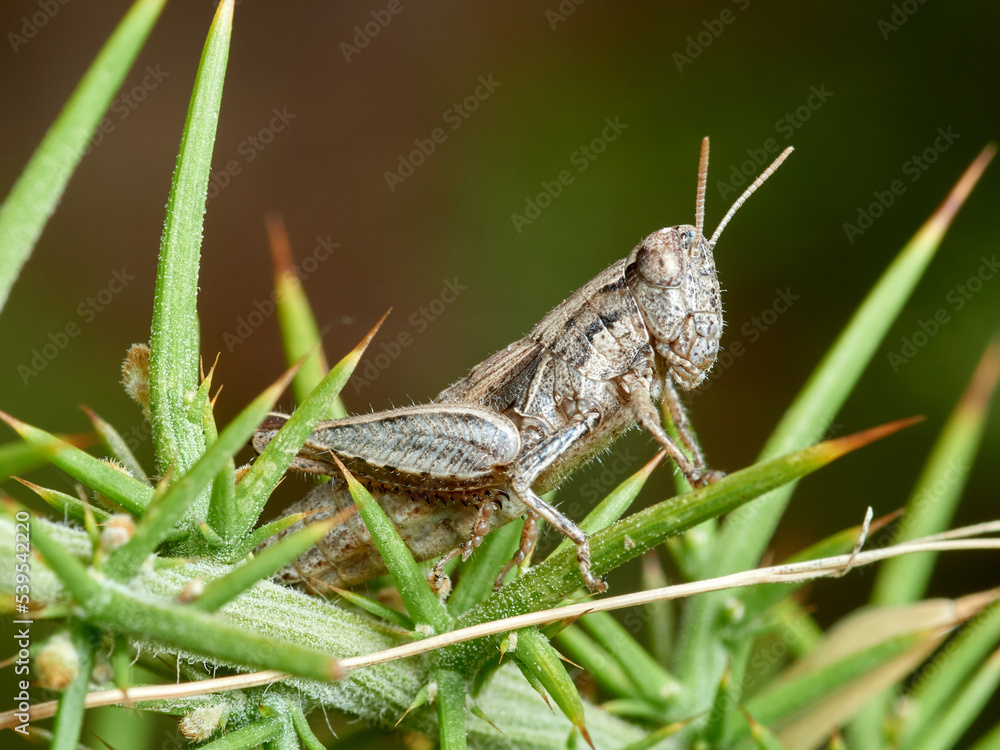 Common Maquis Grasshopper. Pezotettix giornae. Common Maquis Grasshopper. Pezotettix giornae.