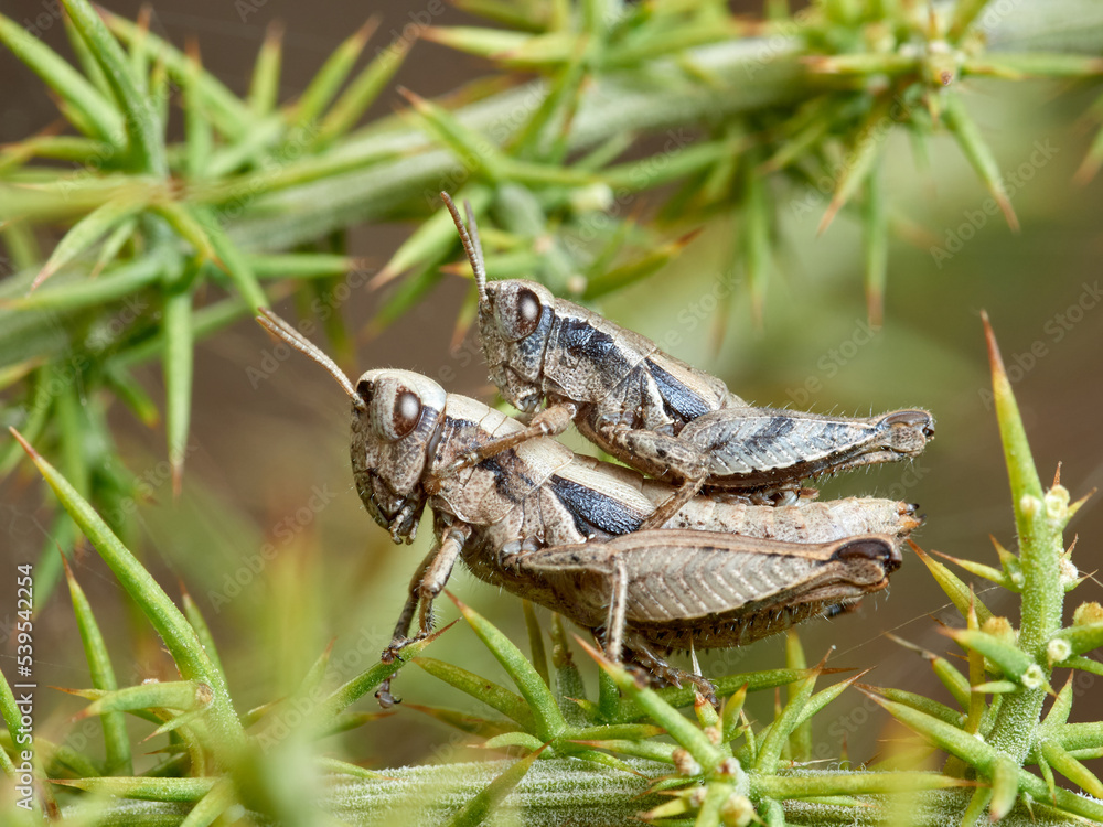 Common Maquis Grasshopper. Pezotettix giornae. Common Maquis Grasshopper. Pezotettix giornae.