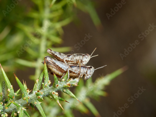 Common Maquis Grasshopper. Pezotettix giornae. 