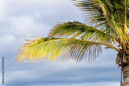 Green parrot sitting on palm tree © adfoto