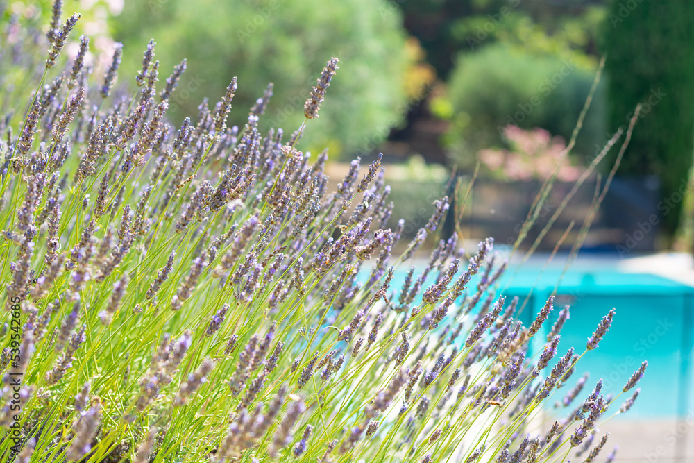 Blooming lavender at a pool background in the Pyrenees, France