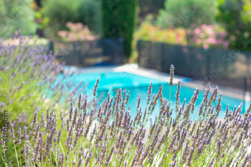 Blooming lavender at a pool background  in the Pyrenees, France