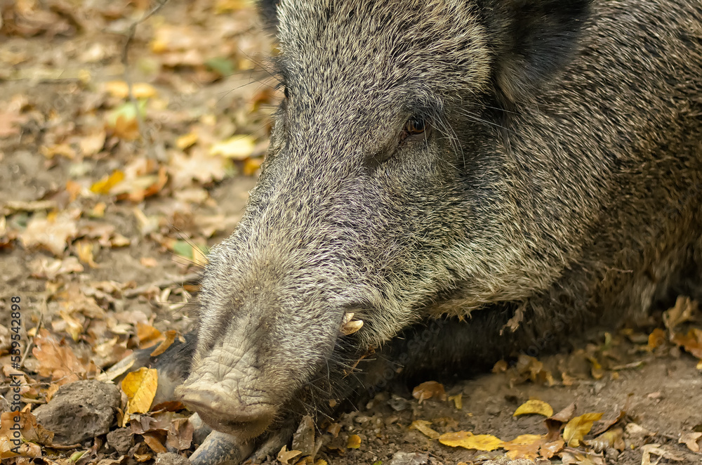 Head of wild boar lying on the ground in autumn forest, close-up, selective focus, blurred background Head of wild boar lying on the ground in autumn forest, close-up, selective focus, blurred background