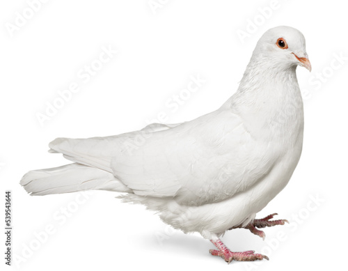 One white Dove