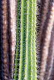 Close up of Lanzarote cactus