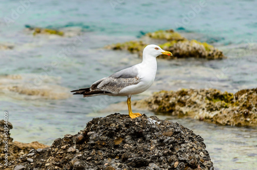 Close up View of a Beautiful White and Gray Seagull Standing on a Rock at a Sea Shore in Spetses Island, Greece During Summer Time