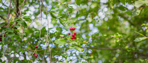 Obraz na płótnie red wild cherry on branches view from below