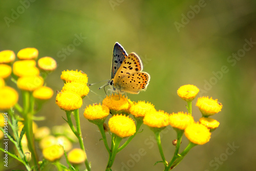 Gossamer-Winged Butterfly 