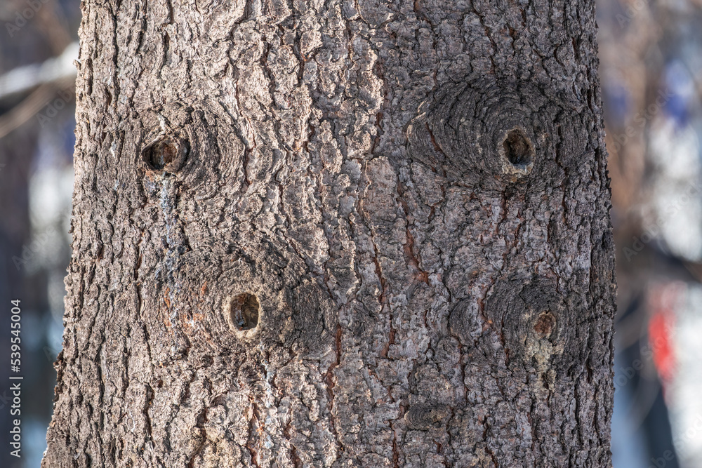 Bark texture and background of a old fir tree trunk. Detailed bark texture. Natural background Bark texture and background of a old fir tree trunk. Detailed bark texture. Natural background