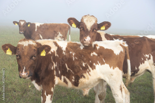 young cows in a field close up