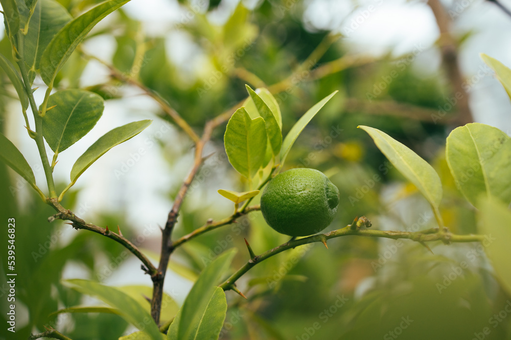 Unripe lemons in a garden with lemons background. Harvest of green lemons hanging on the branches. Green lemons on a branch with background of lemon s out of focus. 
