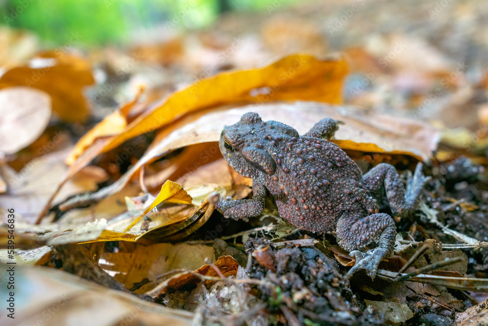 Fototapeta premium Puszcza Barlinecka jesienią. Piękna wilgotna i słoneczna pogoda sprzyja rozwojowi grzybów i płazów. Zdjęcia makro. Barlinek, Zachodniopomorskie, Polska