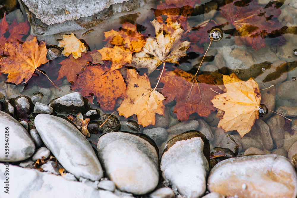 Large red, yellow maple leaves and stones lie in the water after rain in autumn. Photography, background, top view. Large red, yellow maple leaves and stones lie in the water after rain in autumn. Photography, background, top view.
