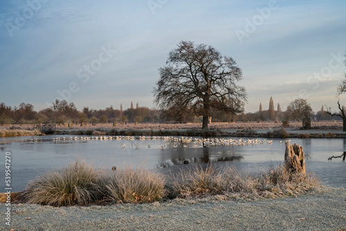 December ice and sun photo