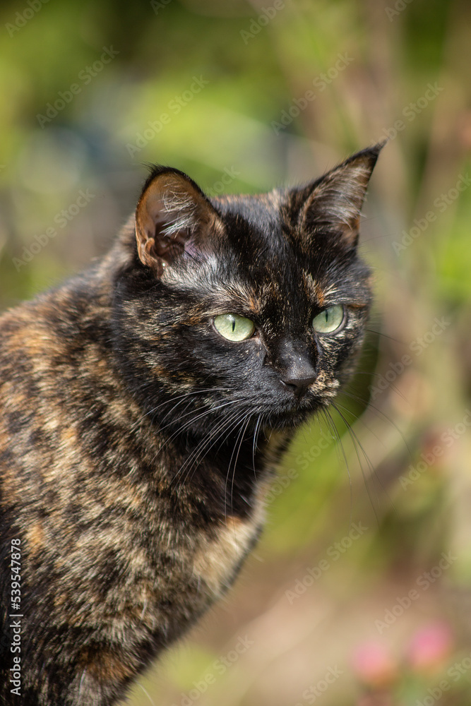 Portret of a turtle-colored cat with green eyes on garden background. Vertical frame. Latvija. High quality photo