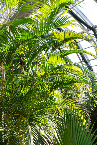 Ecosystem in winter garden. Magnificent rainforest with big tropical palm leaves in the conservatory with large panoramic windows. 