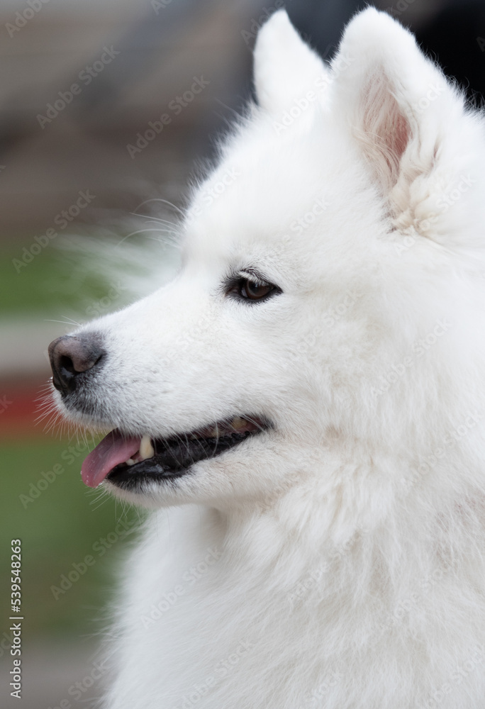 White fluffy dog close-up on the street. White fluffy dog close-up on the street.