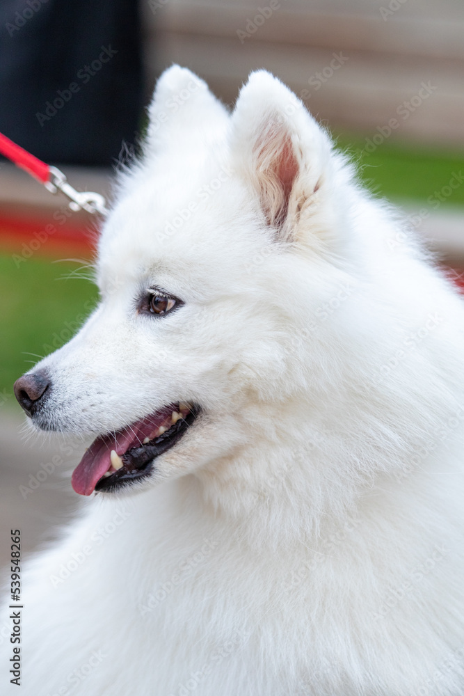 White fluffy dog close-up on the street.