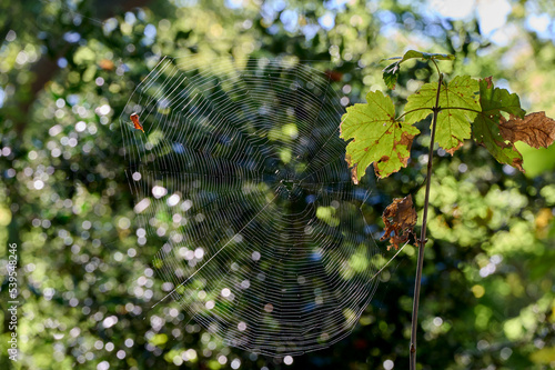 Beautiful spider web and leaf with backlight