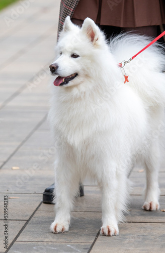 White fluffy dog close-up on the street.