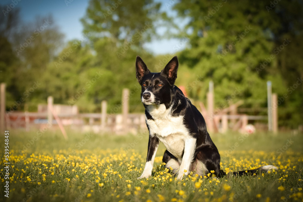 Dog is sitting in the grass in the flowers. She is so happy dog on trip. Dog is sitting in the grass in the flowers. She is so happy dog on trip.
