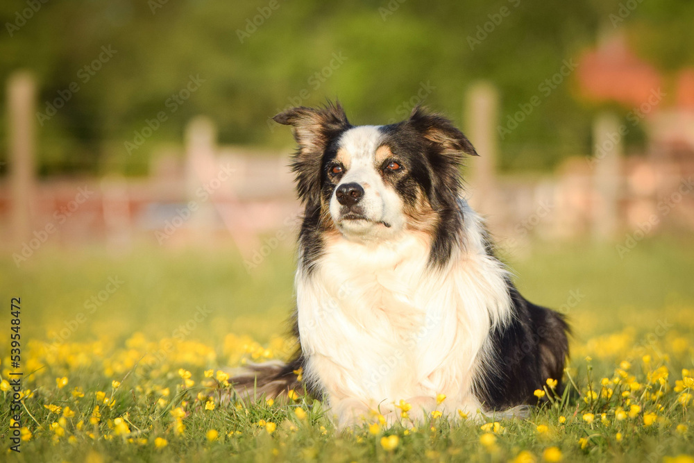 Dog is lying in the grass in the flowers. She is so happy dog on trip.