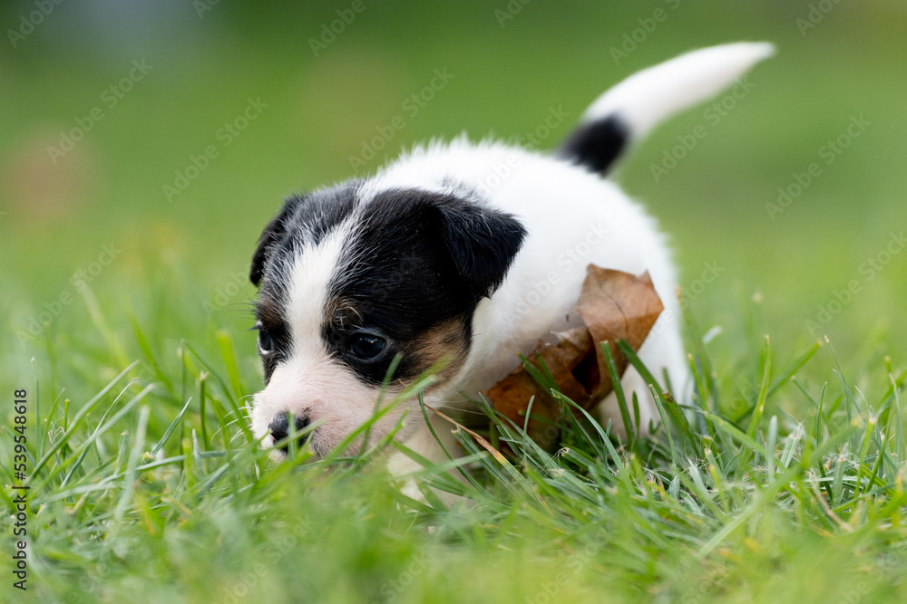 Obraz premium Szczeniaki jack russell terrier, rasowe kilkutygodniowe pieski w naturalnej scenerii