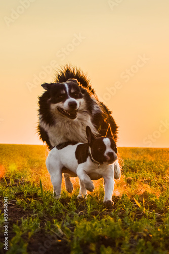 Border collie and french buldog are running in the sunset. Amazing walk in the sun. Amazing evening with sun. © doda