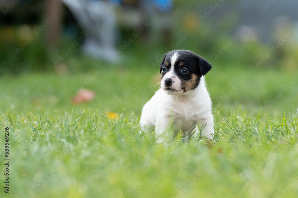 Szczeniaki jack russell terrier, rasowe kilkutygodniowe pieski w naturalnej scenerii Szczeniaki jack russell terrier, rasowe kilkutygodniowe pieski w naturalnej scenerii