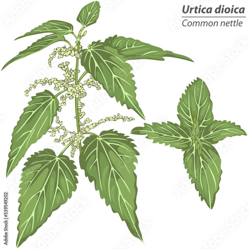 Urtica dioica plant