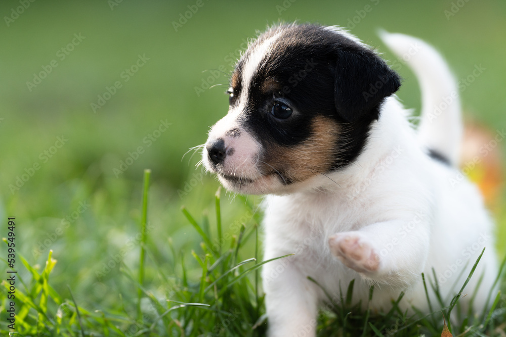 Szczeniaki jack russell terrier, rasowe kilkutygodniowe pieski w naturalnej scenerii