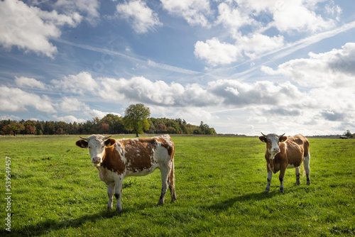 cows on a meadow scenery with blue sky an clouds