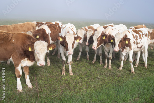 young cows in a field