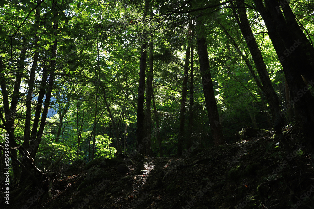 Obraz premium morning in the woods