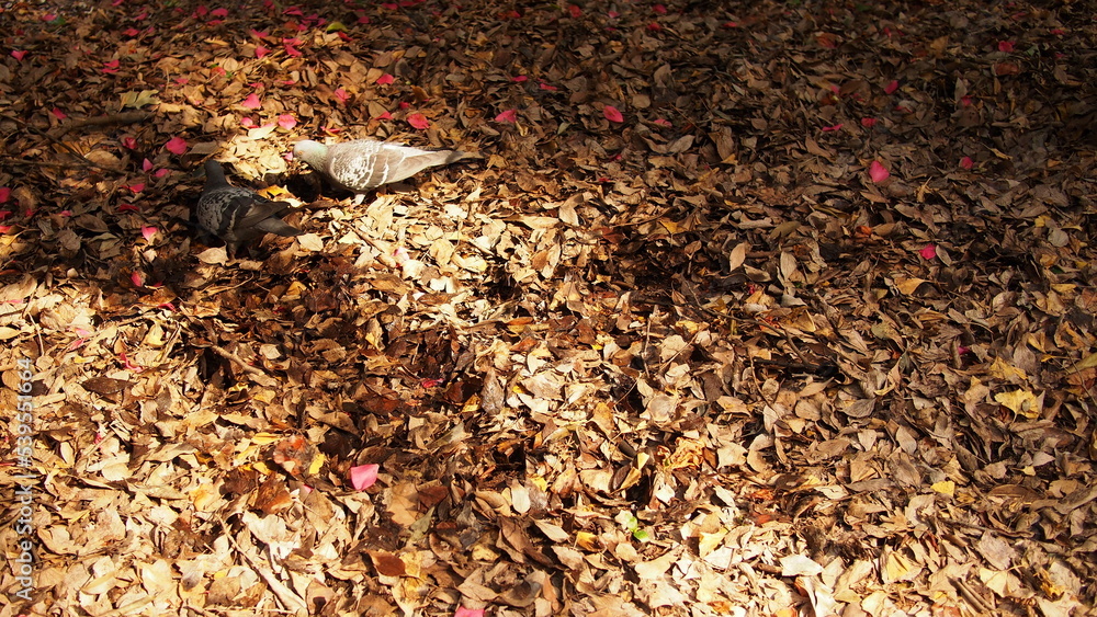 Obraz premium OLYMPUS DIGITAL CAMERA