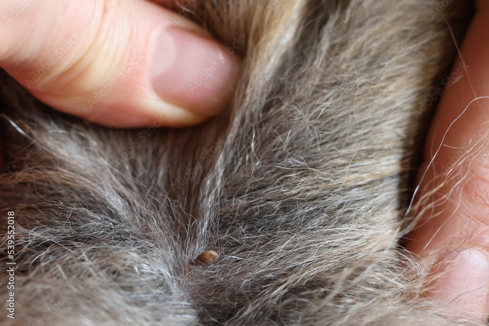 blutsaugende Zecke auf einem Hund, das lange Fell auseinandergeschoben mit der Hand bereit entfernt zu werden blutsaugende Zecke auf einem Hund, das lange Fell auseinandergeschoben mit der Hand bereit entfernt zu werden